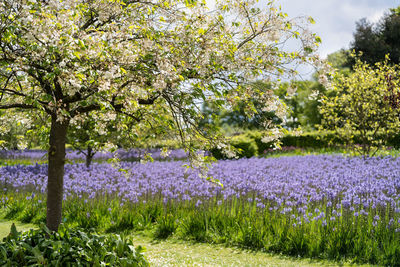 Scenic view of flowering plants on field