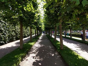 Walkway amidst trees