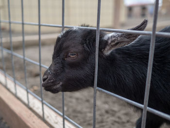 Close-up of black cat in cage