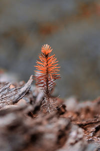 Close-up of plant