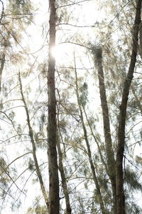 Low angle view of trees in forest against sky