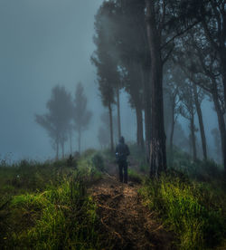 Rear view of person standing on trail by trees during foggy weather at night