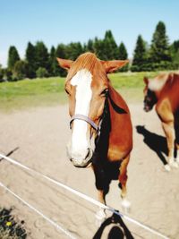 Close-up portrait of horse in animal pen