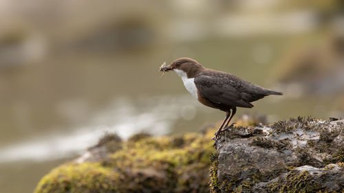 Close-up of bird perching on rock 