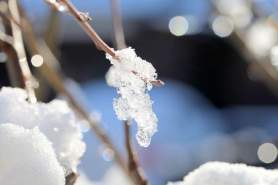 Close-up of snow on plant 