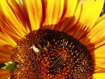 Close-up of sunflower