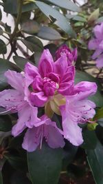 Close-up of pink flowers blooming outdoors