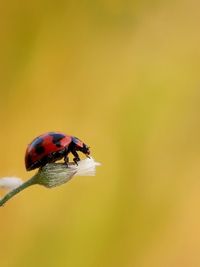 Close-up of ladybug on leaf