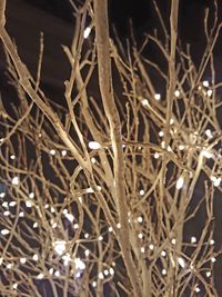 Full frame shot of illuminated tree at night