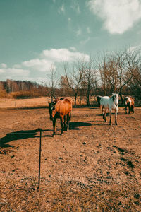 Goats on field against sky