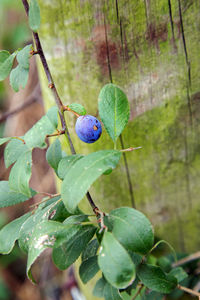 Close-up of berries growing on tree