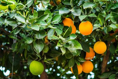 Low angle view of orange growing on tree