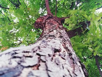 Close-up of tree trunk