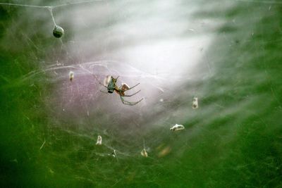 Low angle view of spider on web