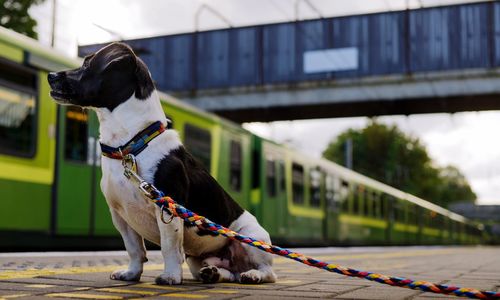 Close-up of dog sitting at station