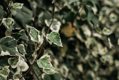 Close-up of leaves on plant