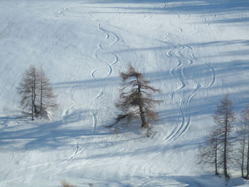 Snow covered land and trees on field