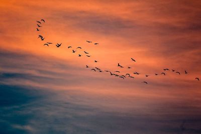 Flock of birds flying over cloudy sky