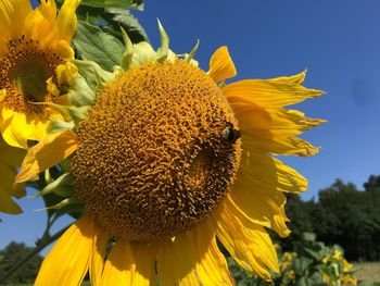 Close-up of sunflower