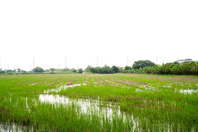 Scenic view of agricultural field against clear sky