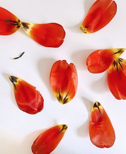 High angle view of fruits on table against white background