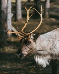 A curious reindeer