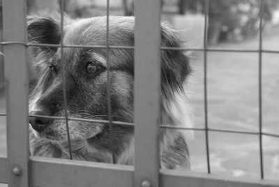 Close-up of dog seen trough cage