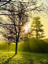 Sunlight streaming through trees on field