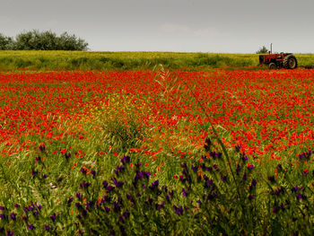 Red poppy flowers growing on field against sky