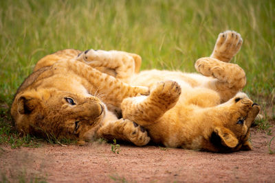 Two lion cubs play fighting on grass