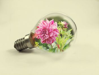 Close-up of pink flowers over white background
