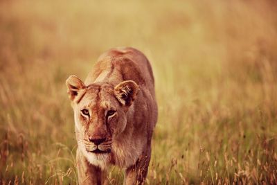 Lion grazing on grassy field