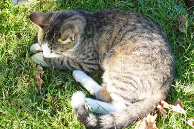 High angle view of cat lying on grass