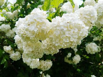Close-up of white hydrangea blooming outdoors