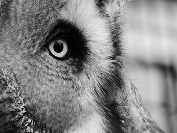 Close-up of great gray owl