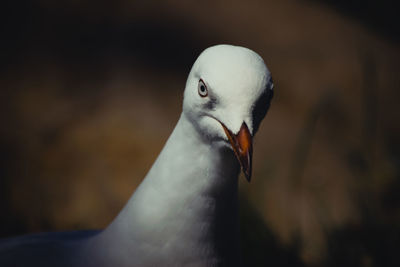 Weiße möve blickt den fotograf mit starren augen an. ganz nahe.