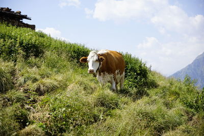 Cow standing in a field