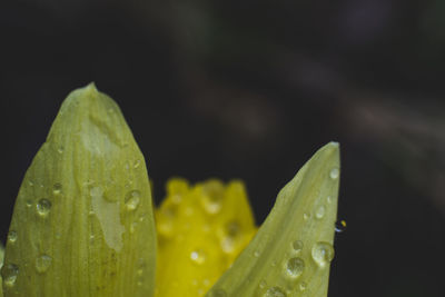 Close-up of wet leaves