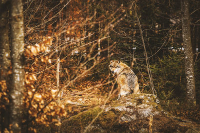 View of wolf in forest at