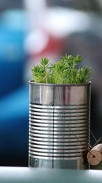 Close-up of potted plant