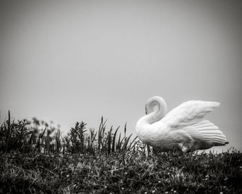 Close-up of swan on grass against clear sky