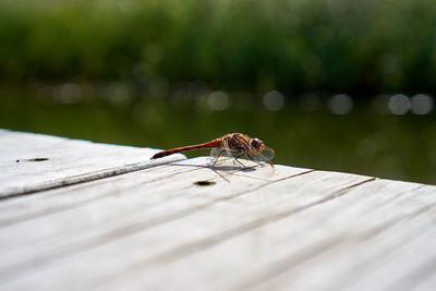Close-up of dragonfly on wooden plank