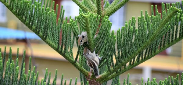 Close-up of squirrels on plant