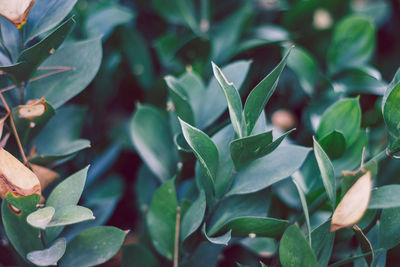 Close-up of succulent plant