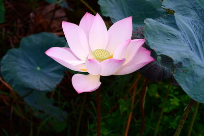 Close-up of pink water lily