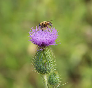 Close-up of honey bee on thistle flower