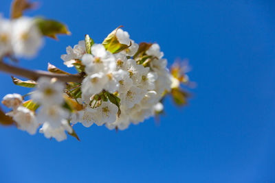 Close-up of white cherry blossoms against blue sky