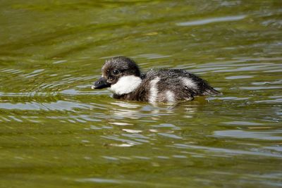 Duck swimming in lake