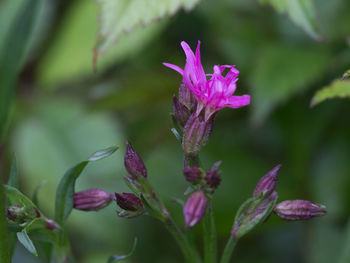 Close-up of purple flowers blooming outdoors