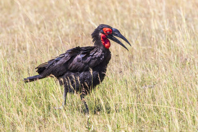 Southern ground hornbill bird in the african grassland